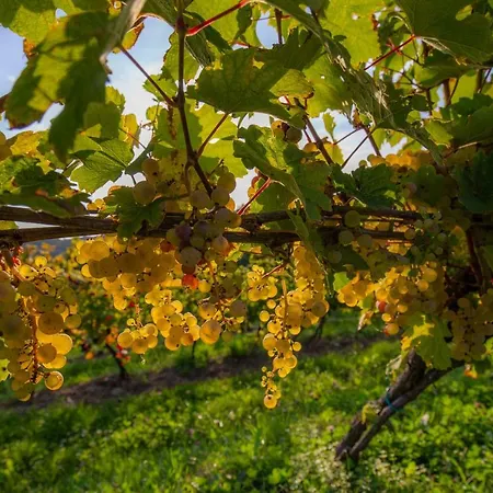 Turisticna Kmetija Pungracic * Zavrc