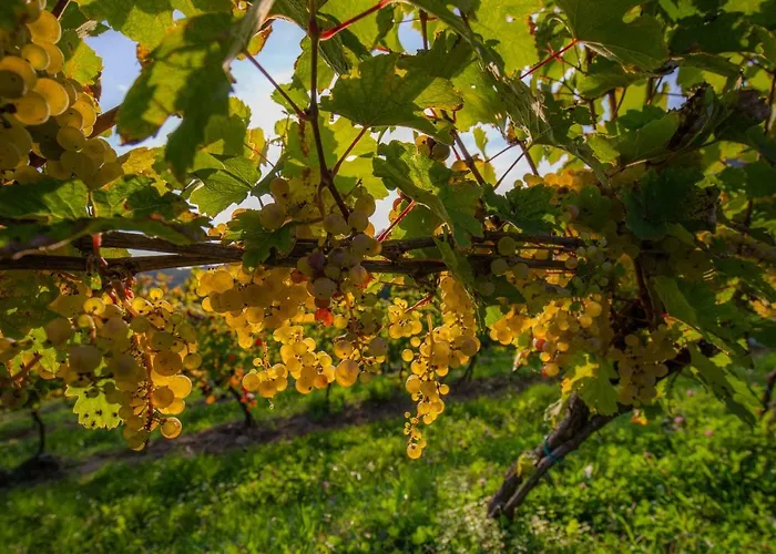 Turisticna Kmetija Pungracic * Zavrc